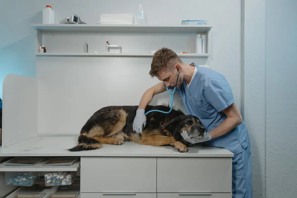 Veterinarian examining a dog with their owner at the clinic