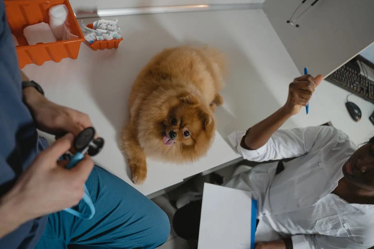 Small dog on an exam table during a clinic visit