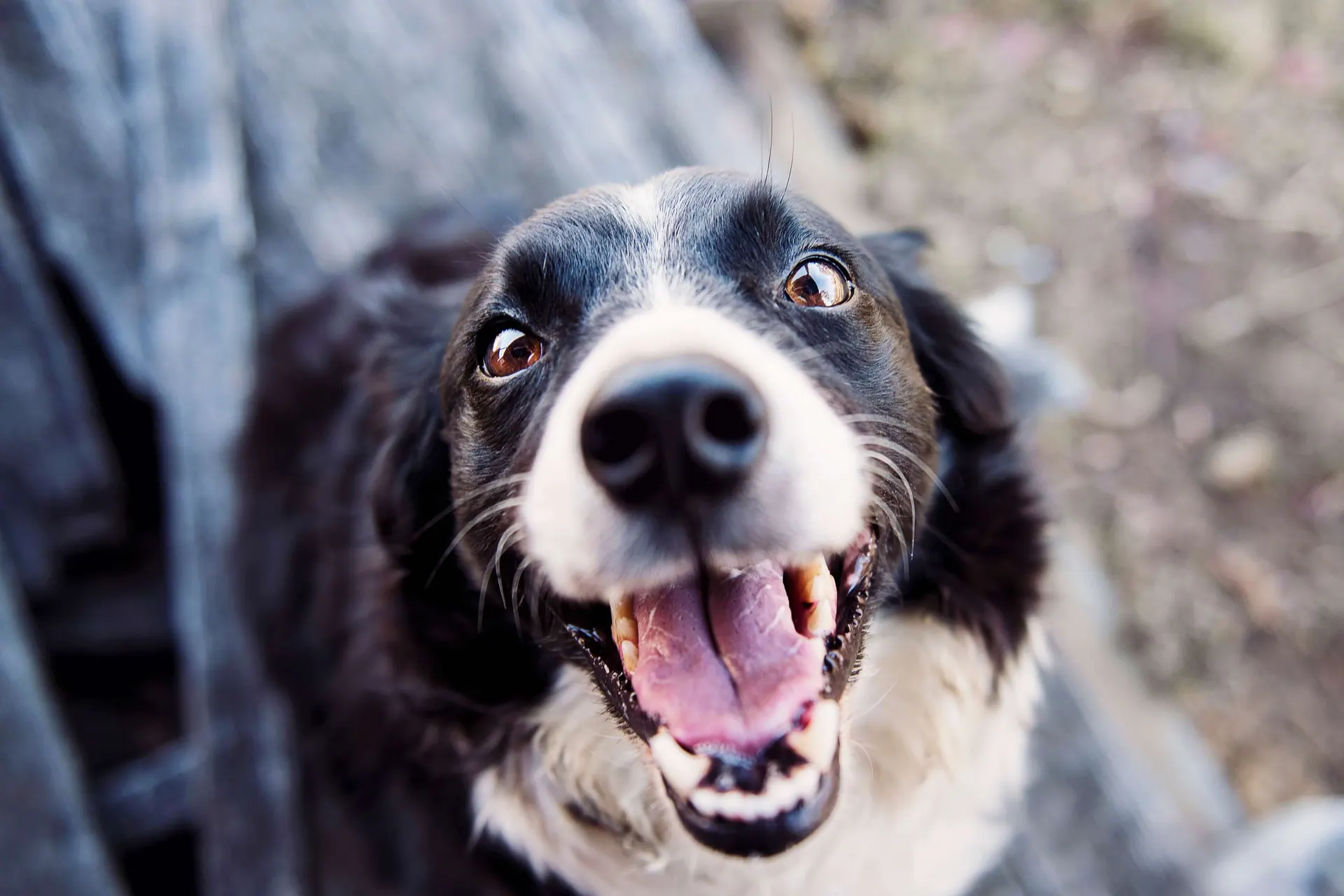 Happy dog at Fur Family Animal Hospital