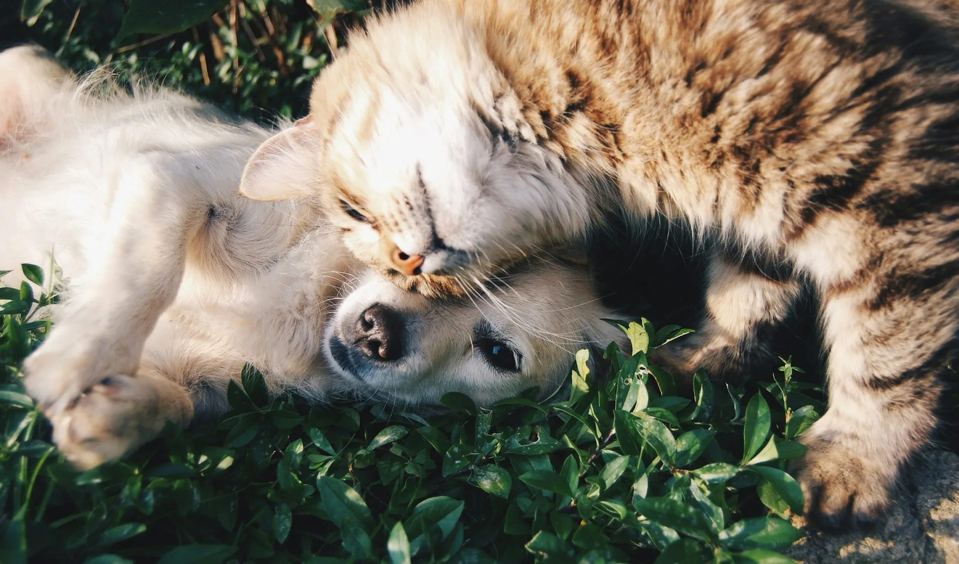Person sharing a happy moment with their dog outdoors