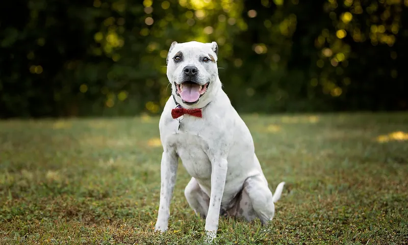 Maverick McKeage, Former Chief Canine Officer at Fur Family Animal Hospital