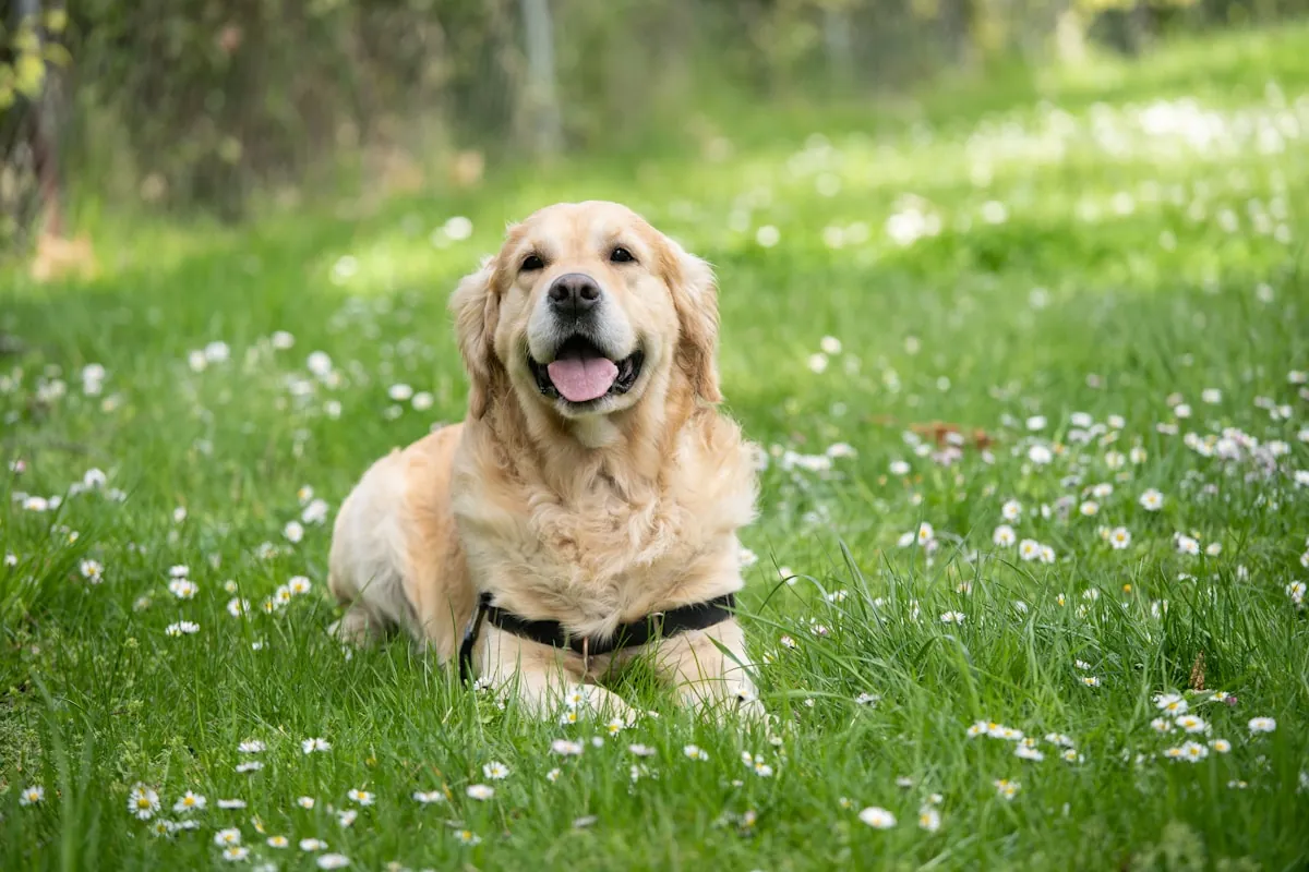 Happy golden retriever relaxing in a sunny field after a visit